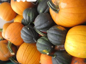 Locally grown Bunnell, Fl pumpkins          